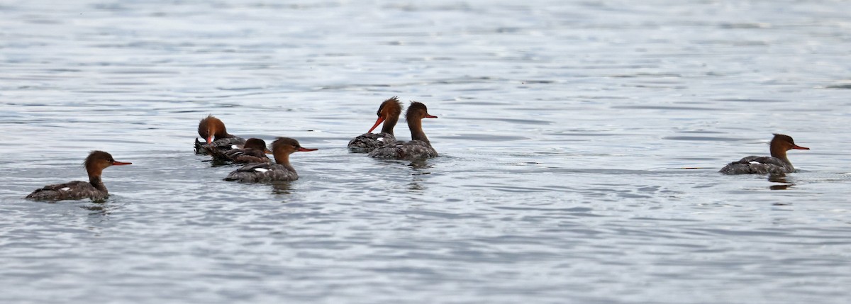 Red-breasted Merganser - ML480442121