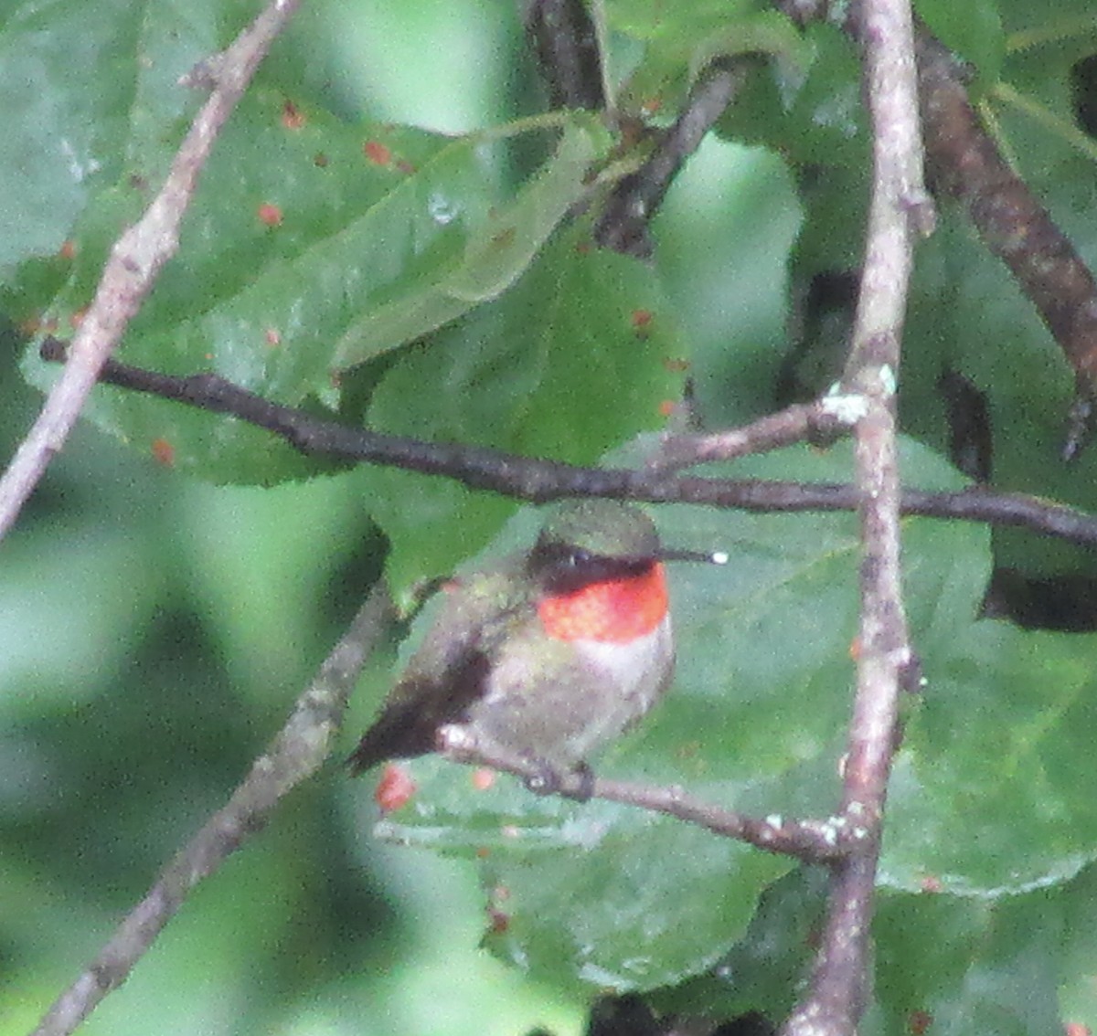 Ruby-throated Hummingbird - ML480443031
