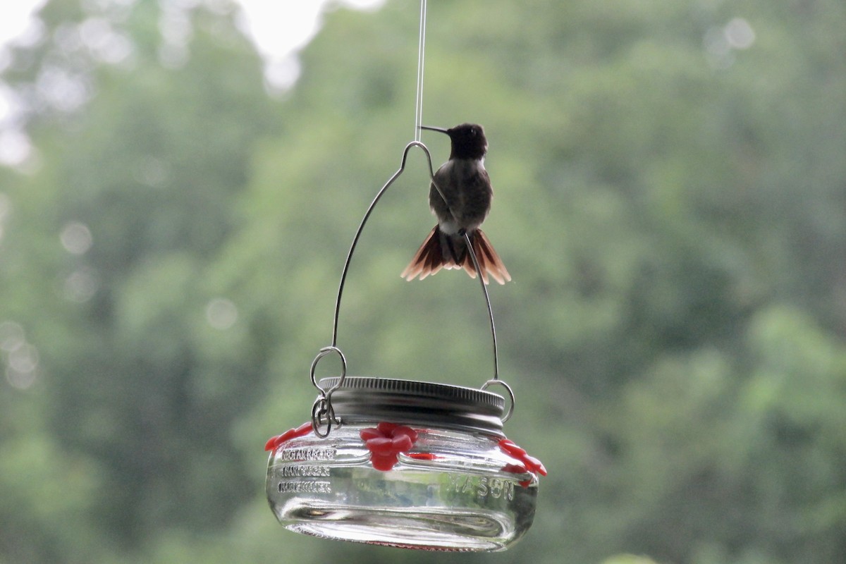 Colibri à gorge rubis - ML480443041