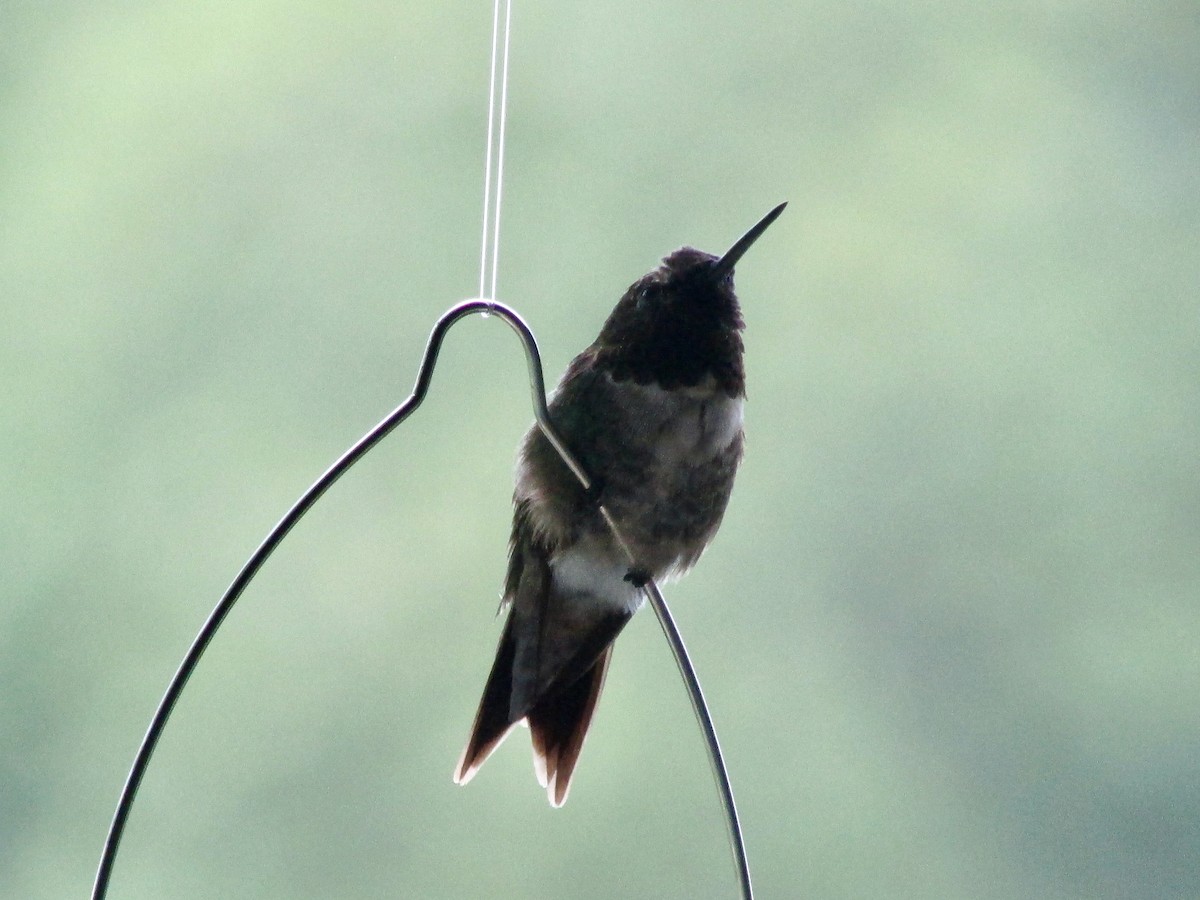 Colibri à gorge rubis - ML480443061