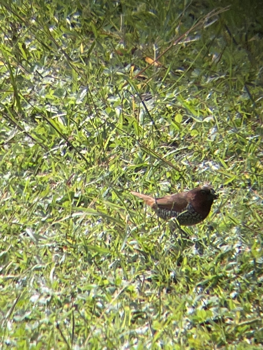 Scaly-breasted Munia - ML480443251