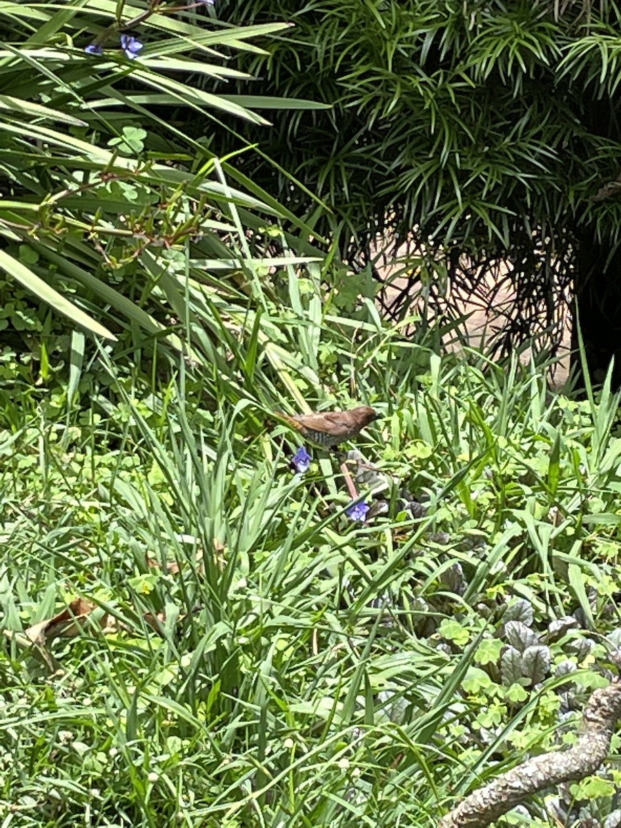 Scaly-breasted Munia - ML480443261