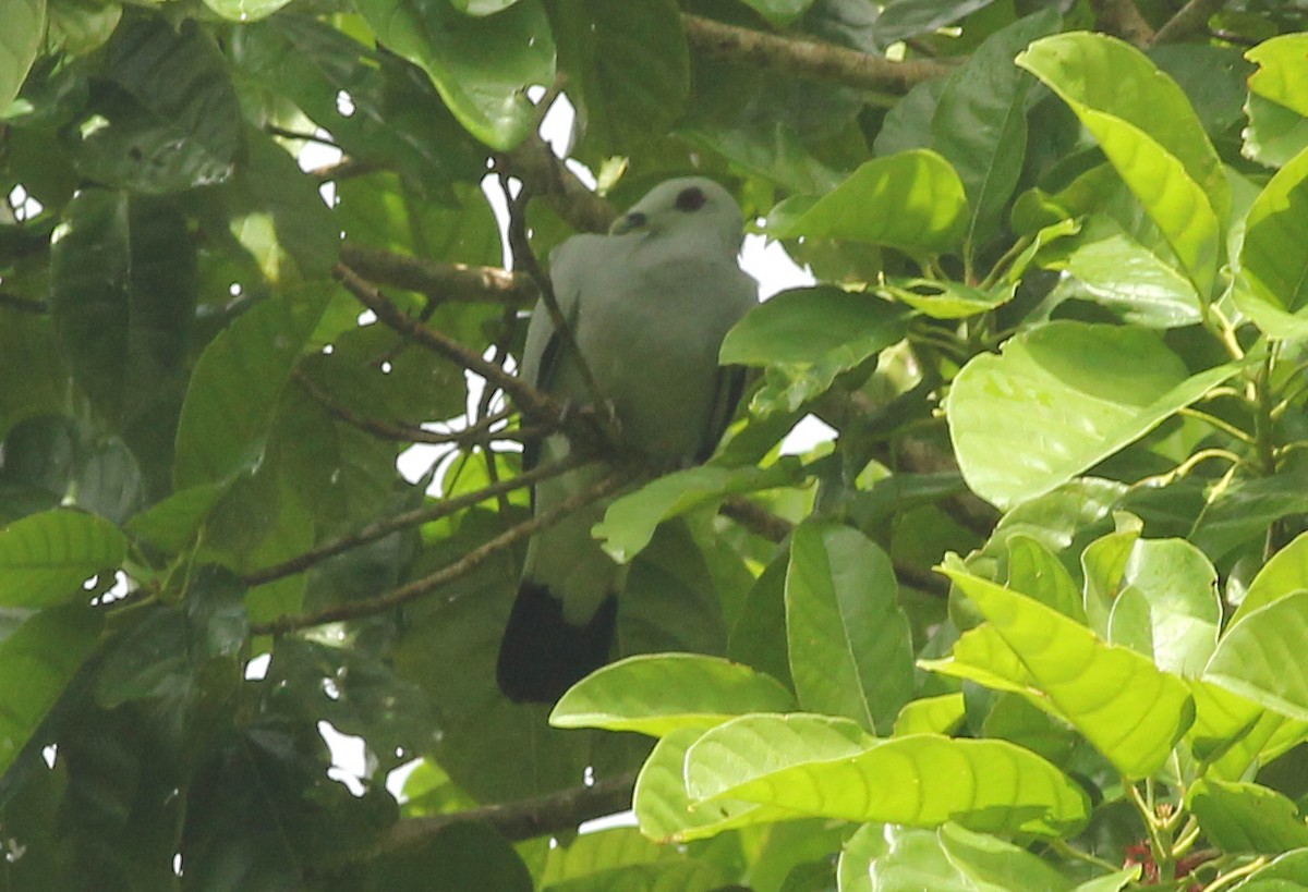 Silvery Wood-Pigeon - ML480444171