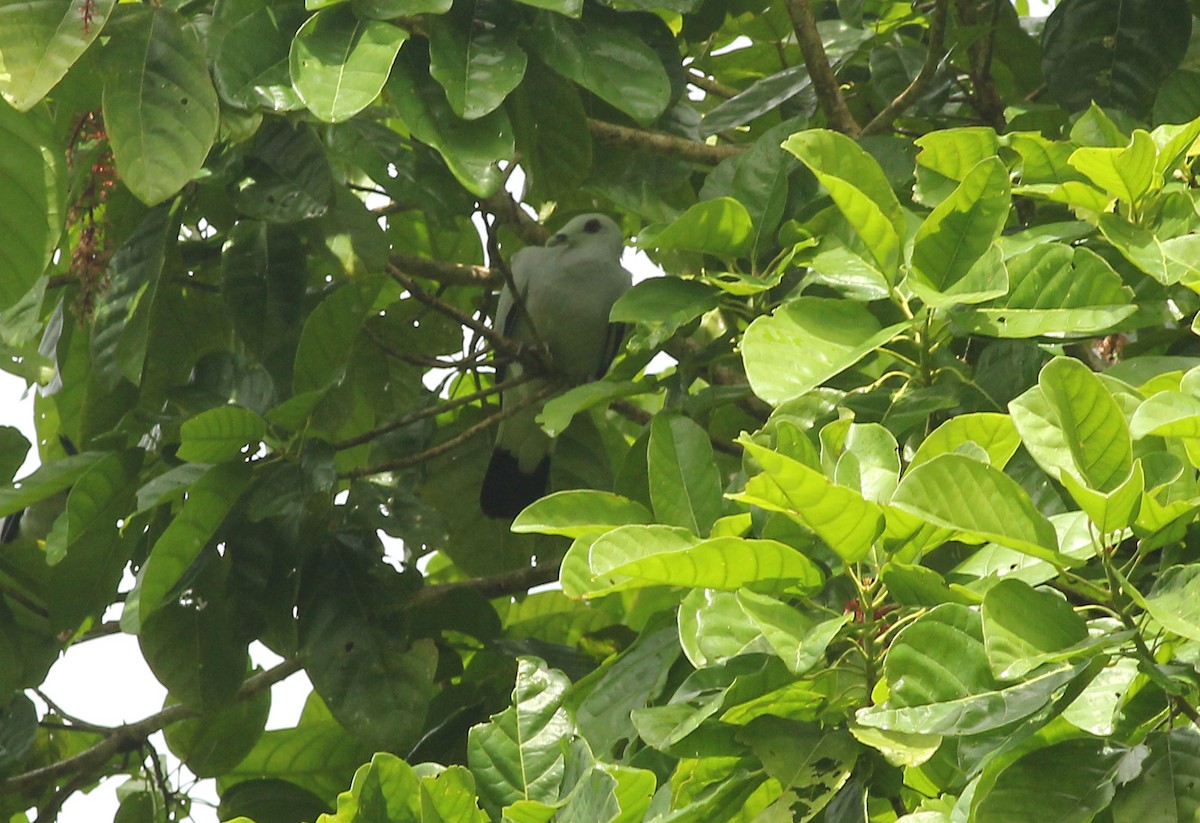 Silvery Wood-Pigeon - ML480444221