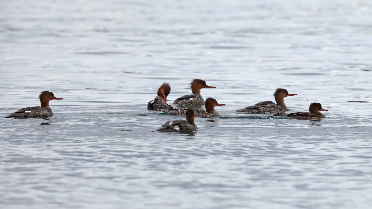 Hooded Merganser - ML480444491