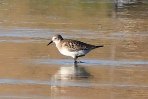 Baird's Sandpiper - Mike Rome