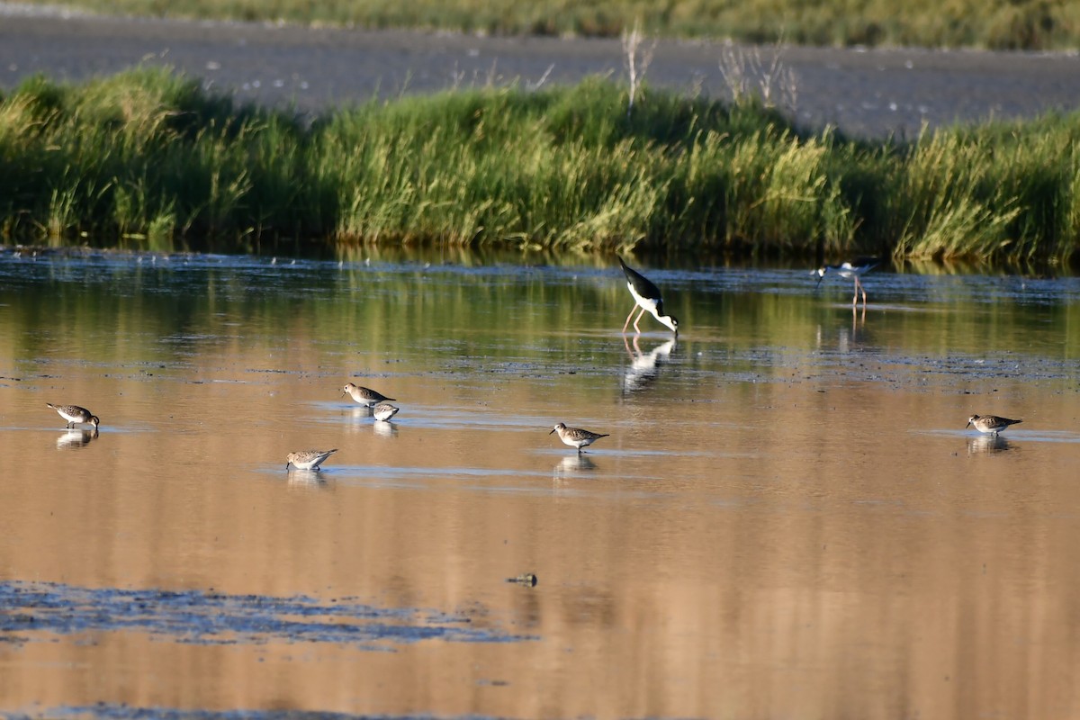 Baird's Sandpiper - ML480445411