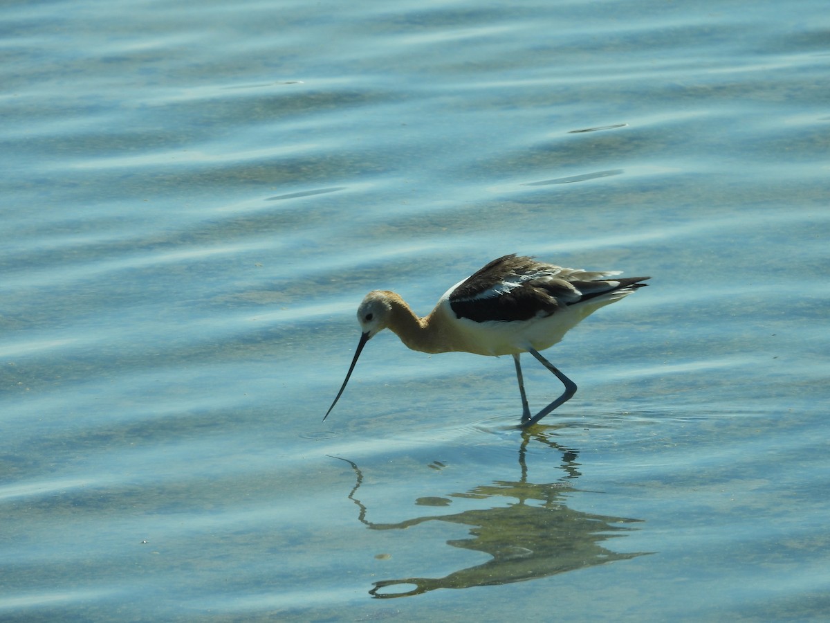 American Avocet - ML480446601