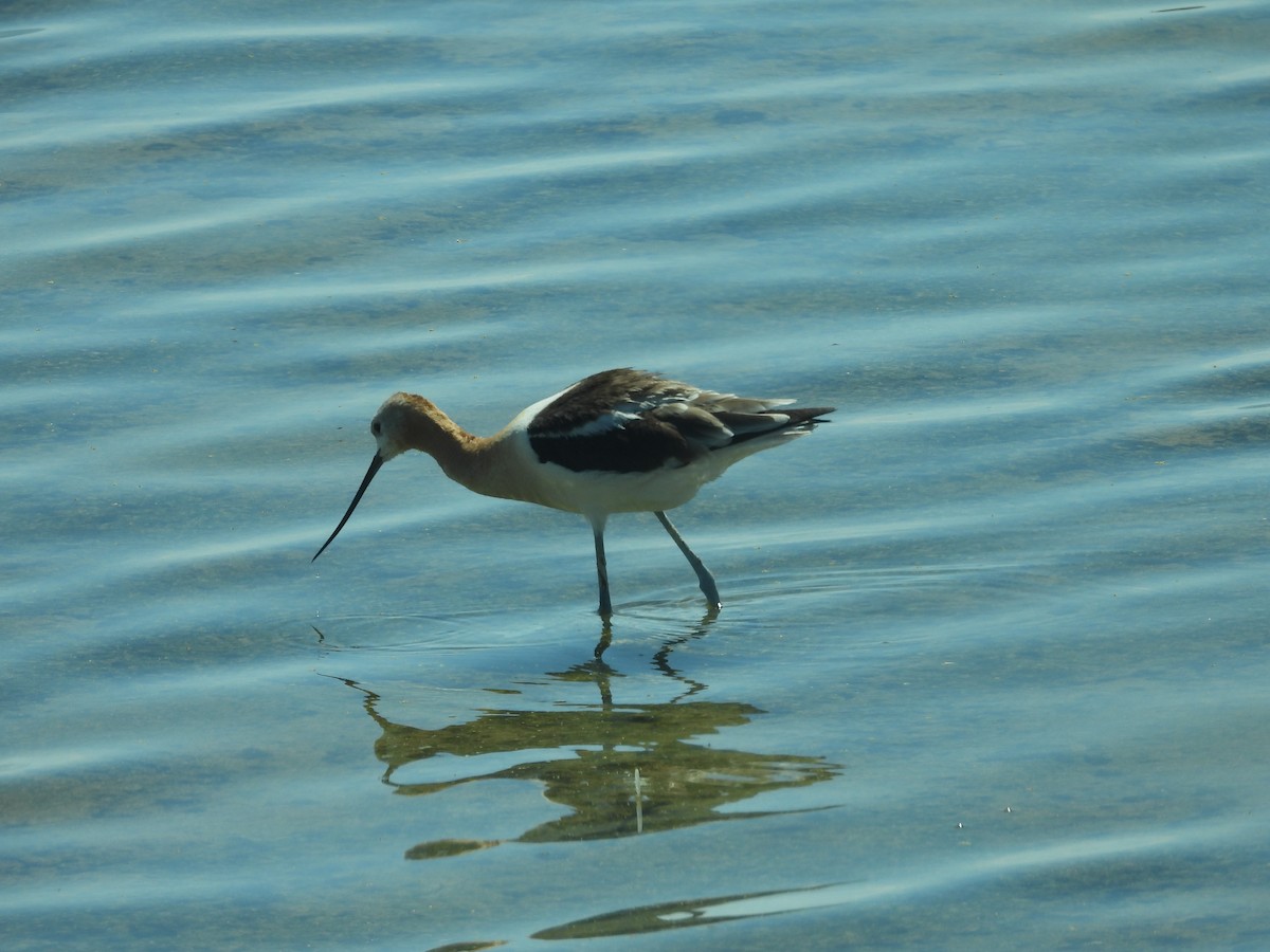 American Avocet - ML480446621