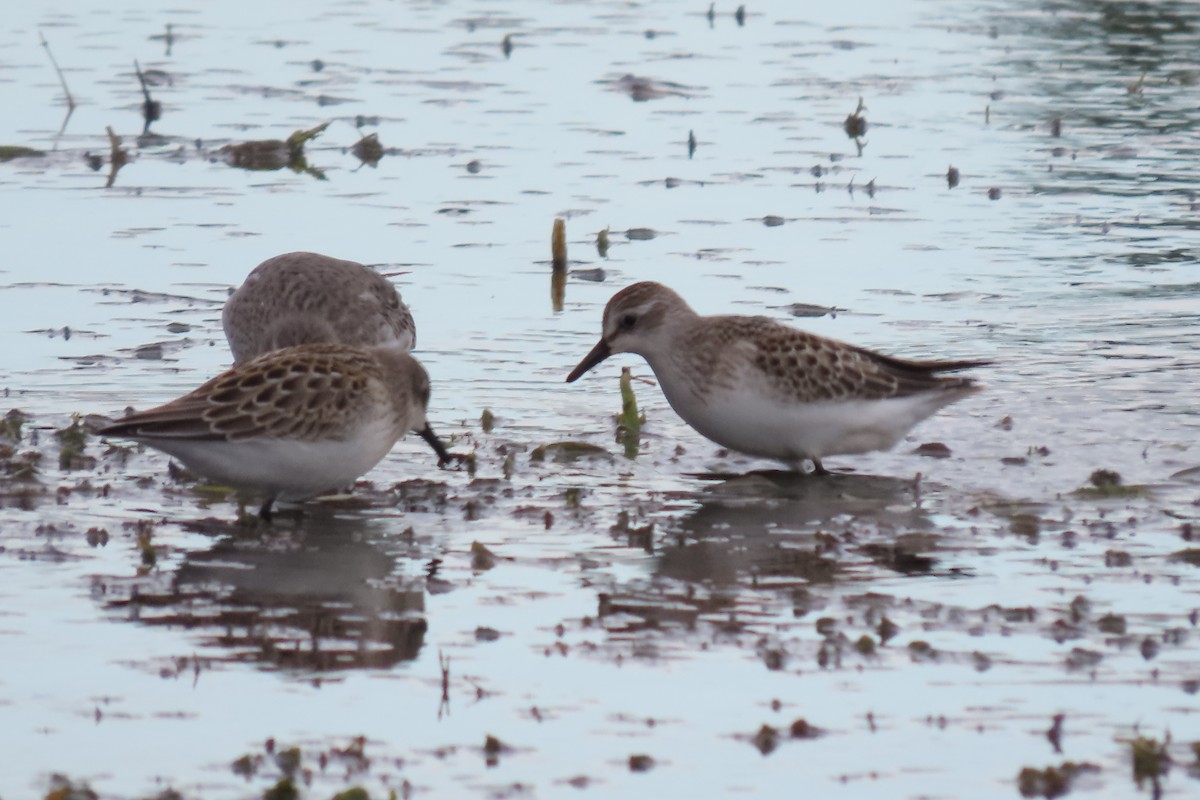 Semipalmated Sandpiper - ML480446941