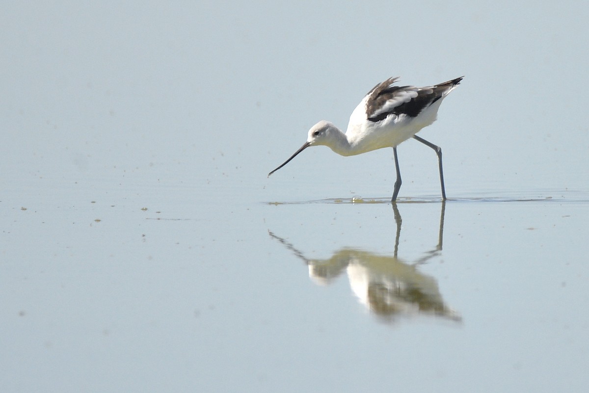 American Avocet - Asher  Warkentin