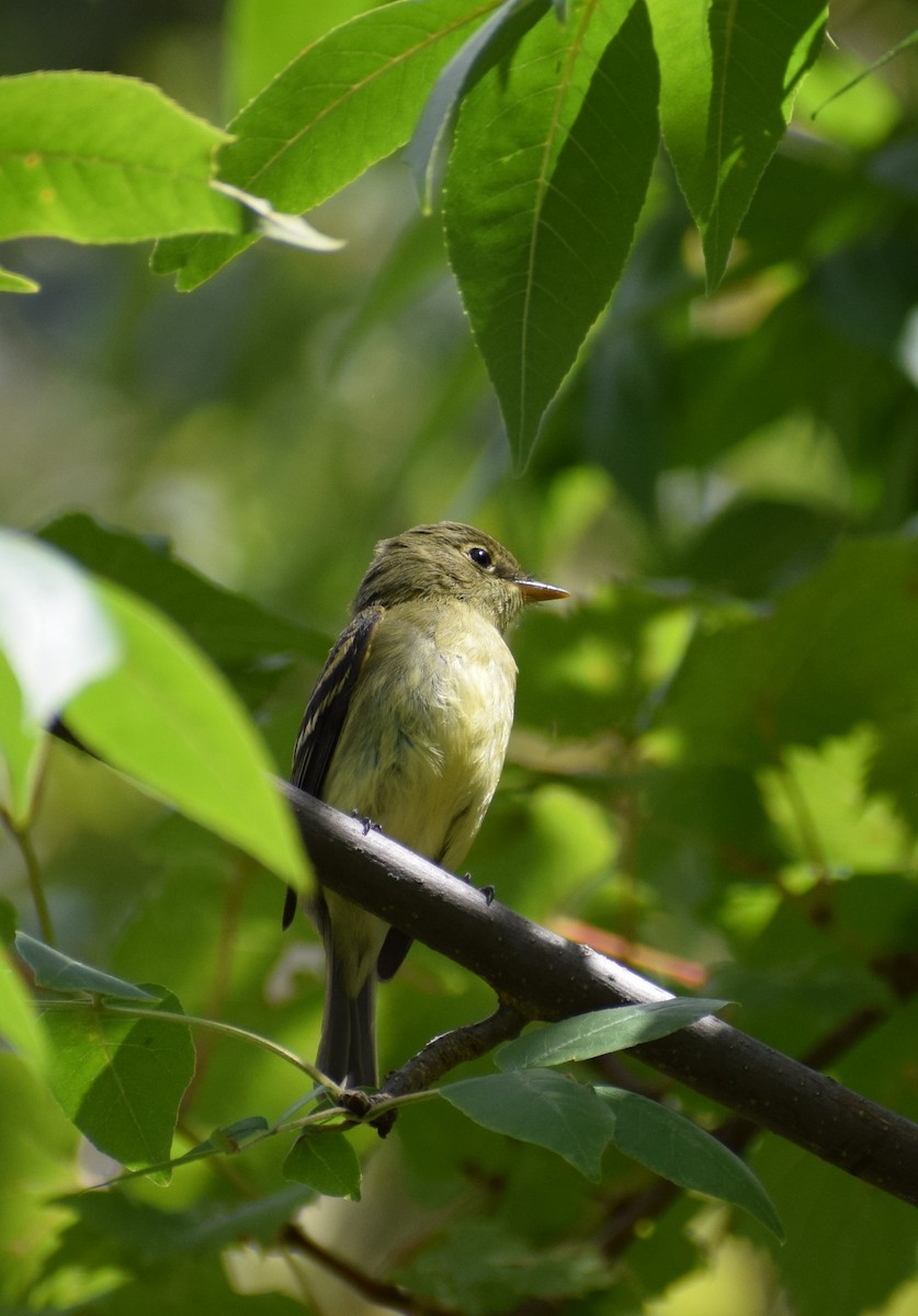 Yellow-bellied Flycatcher - ML480449161