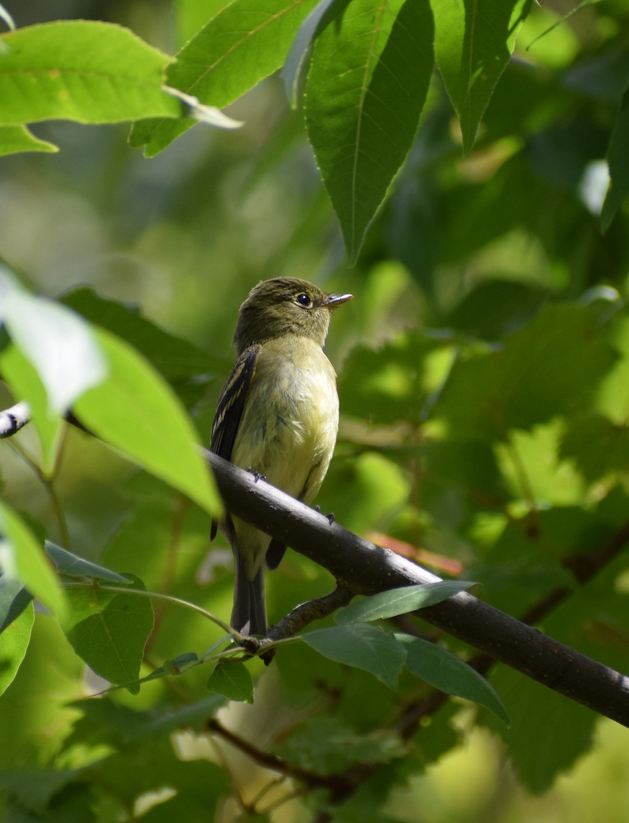 Yellow-bellied Flycatcher - Dominique Blanc