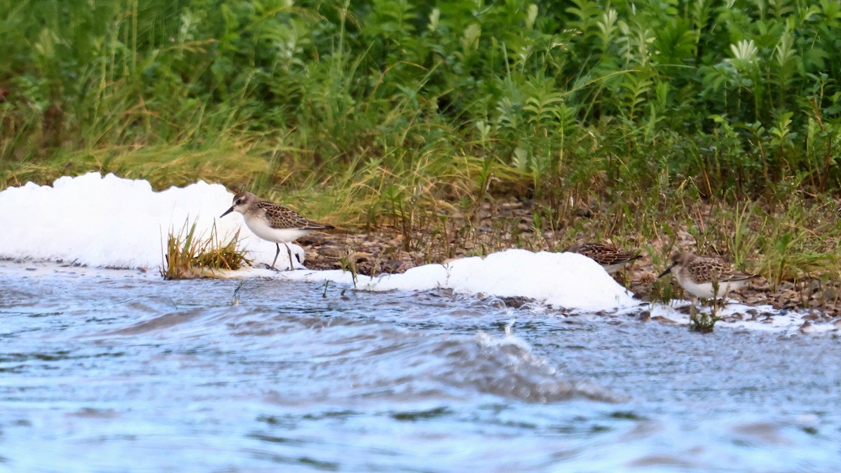 Least Sandpiper - ML480449491