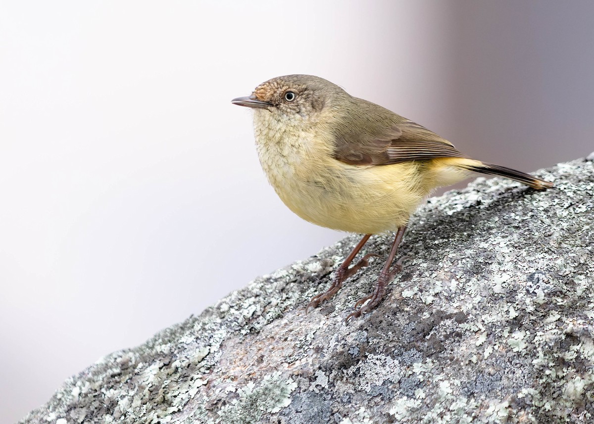 Buff-rumped Thornbill - Zebedee Muller