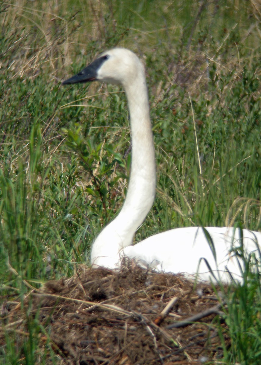 Cisne Trompetero - ML480450481