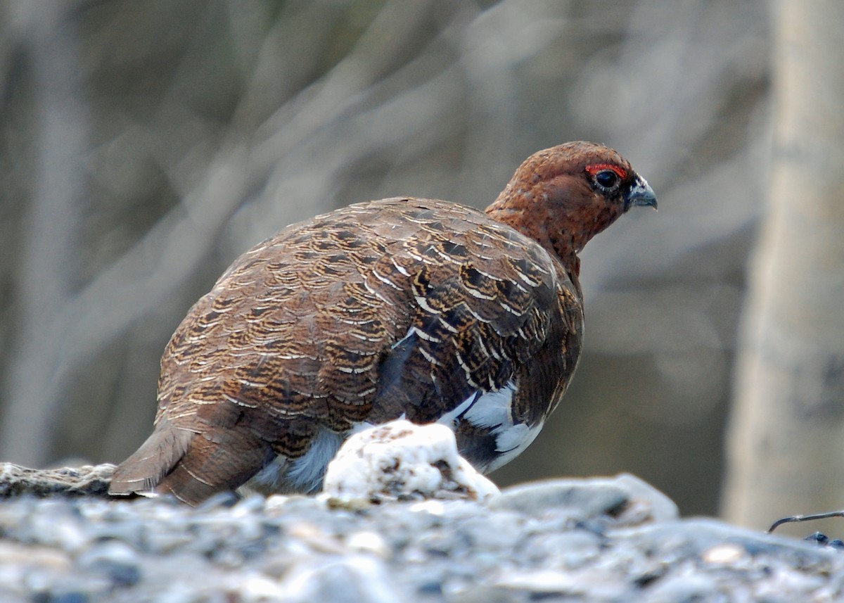 Willow Ptarmigan - David Kirschke