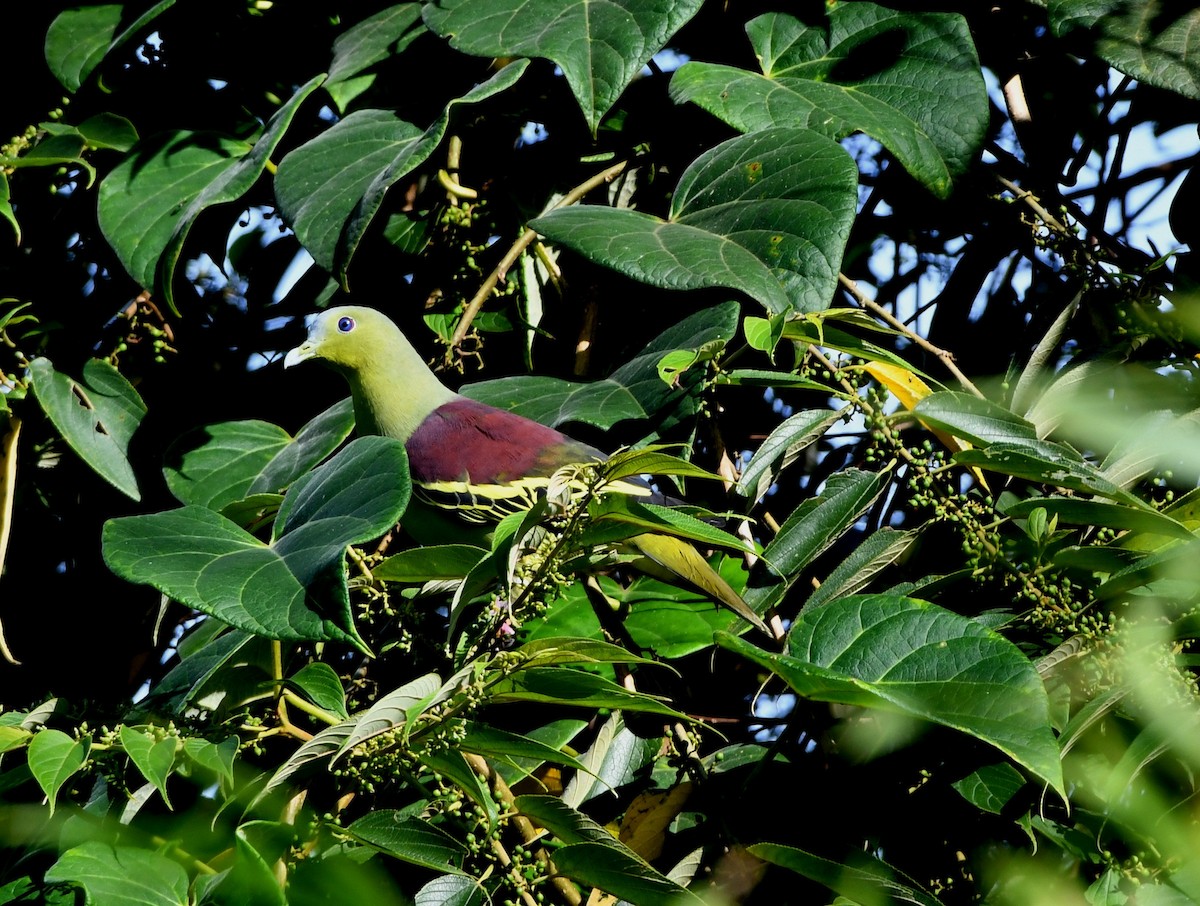 Gray-fronted Green-Pigeon - mathew thekkethala