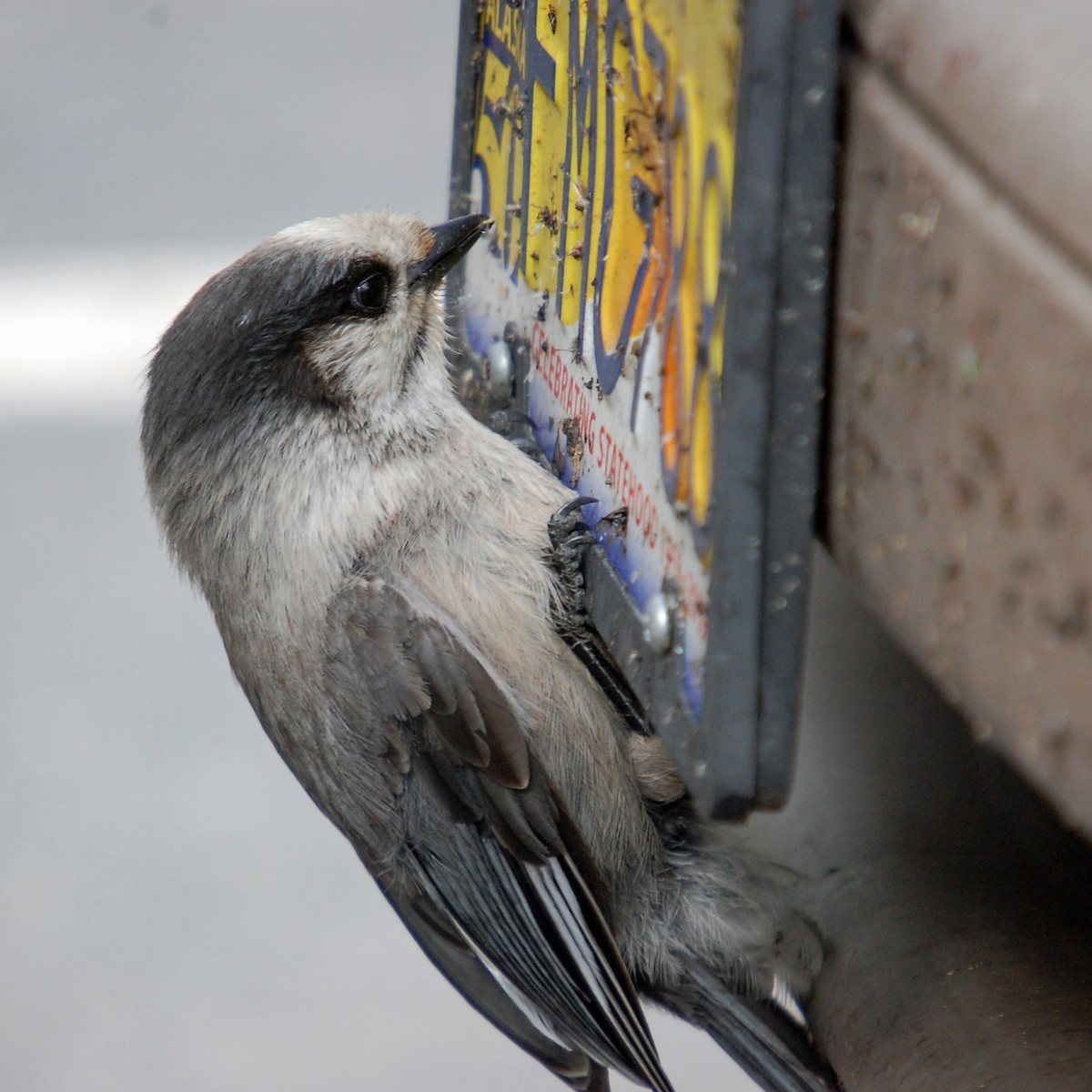 Canada Jay - David Kirschke