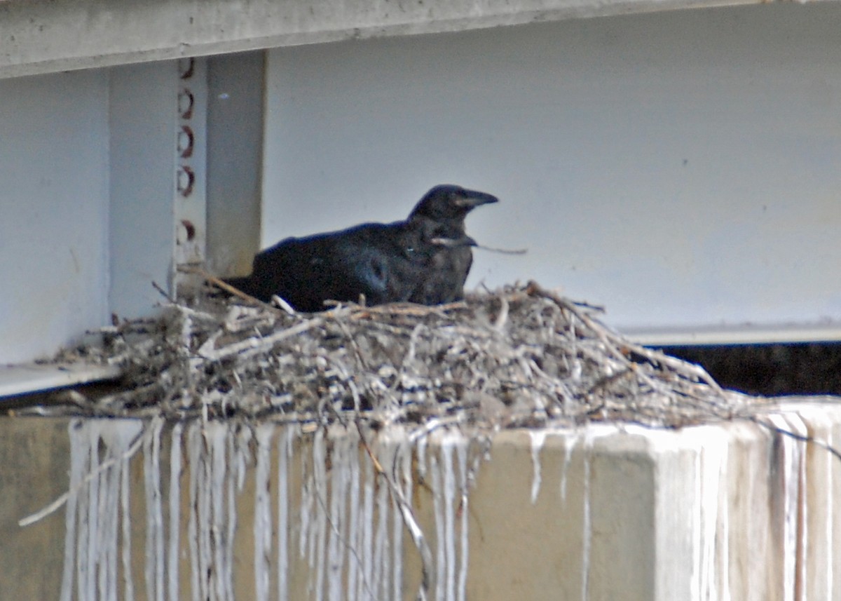 Common Raven - ML480451021