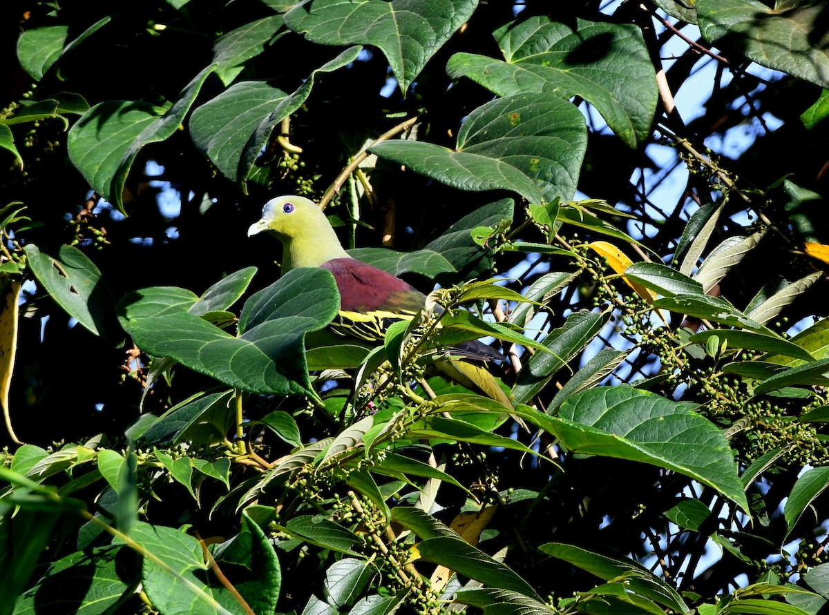 Gray-fronted Green-Pigeon - mathew thekkethala