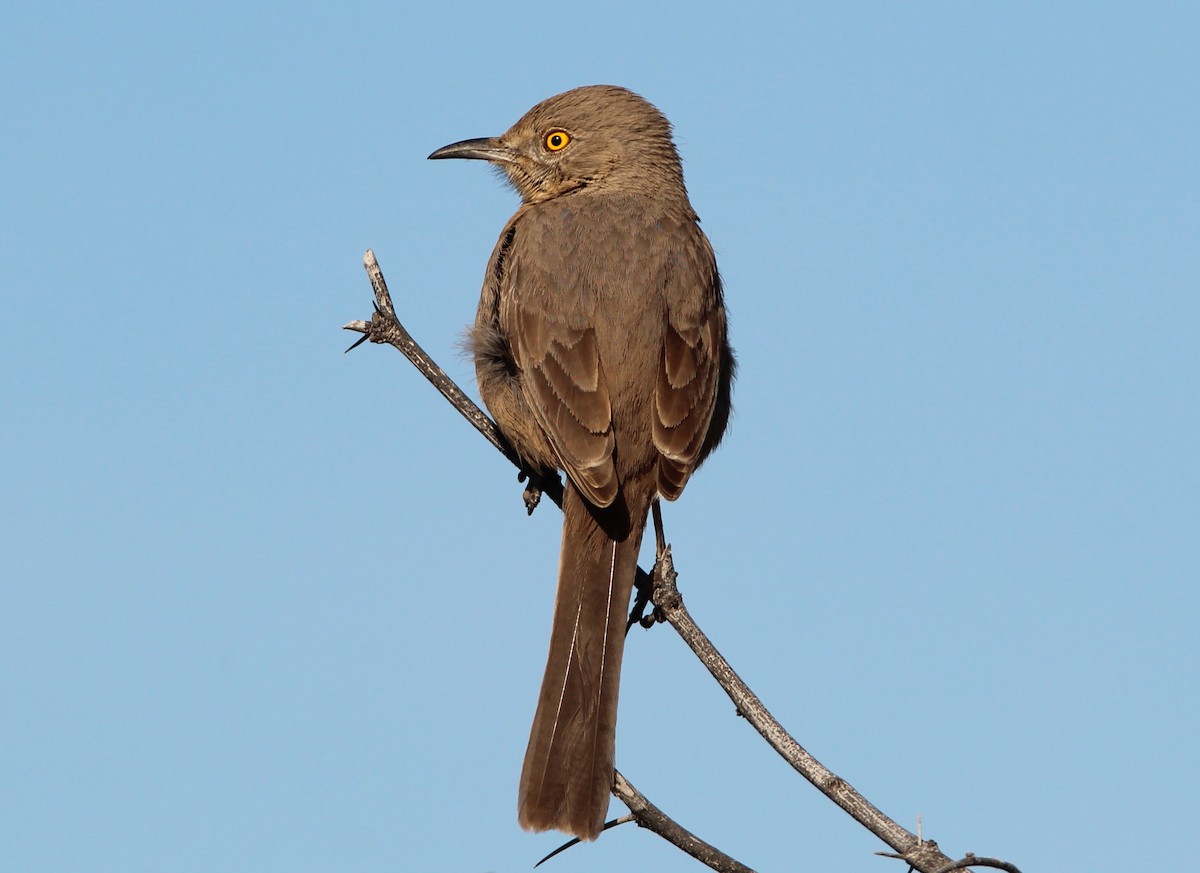 Bendire's Thrasher - ML48045211