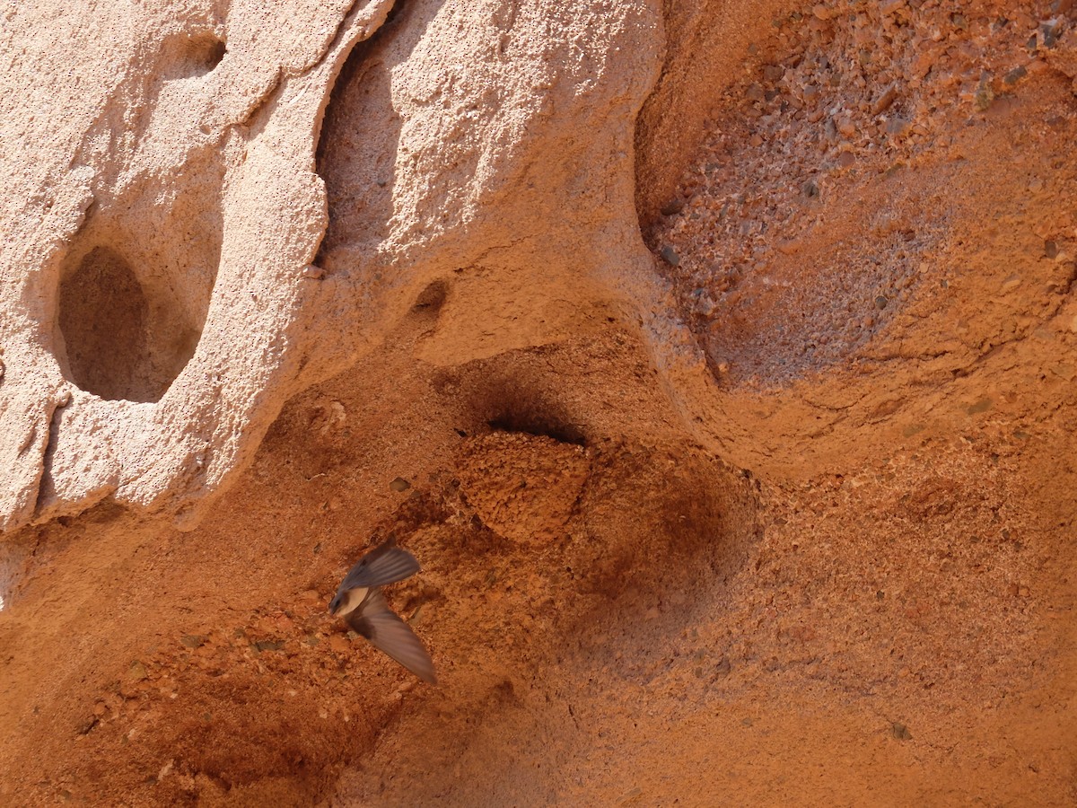 Eurasian Crag-Martin - ML480452161