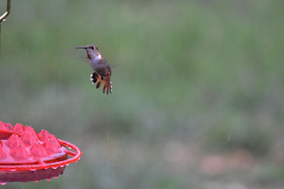 Rufous Hummingbird - ML480452231