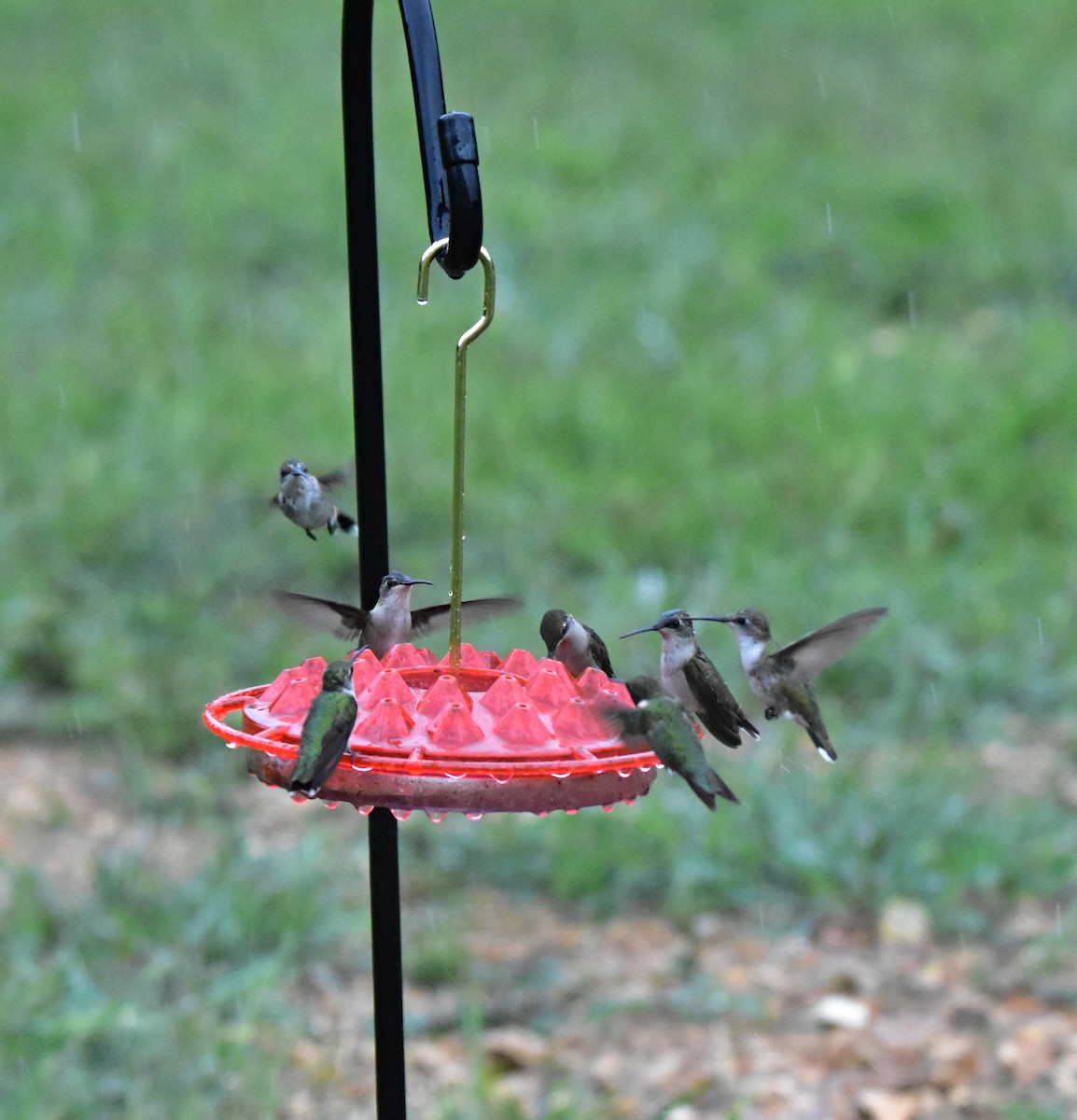 Rufous Hummingbird - ML480452251