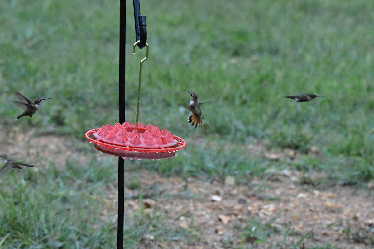 Rufous Hummingbird - ML480452261