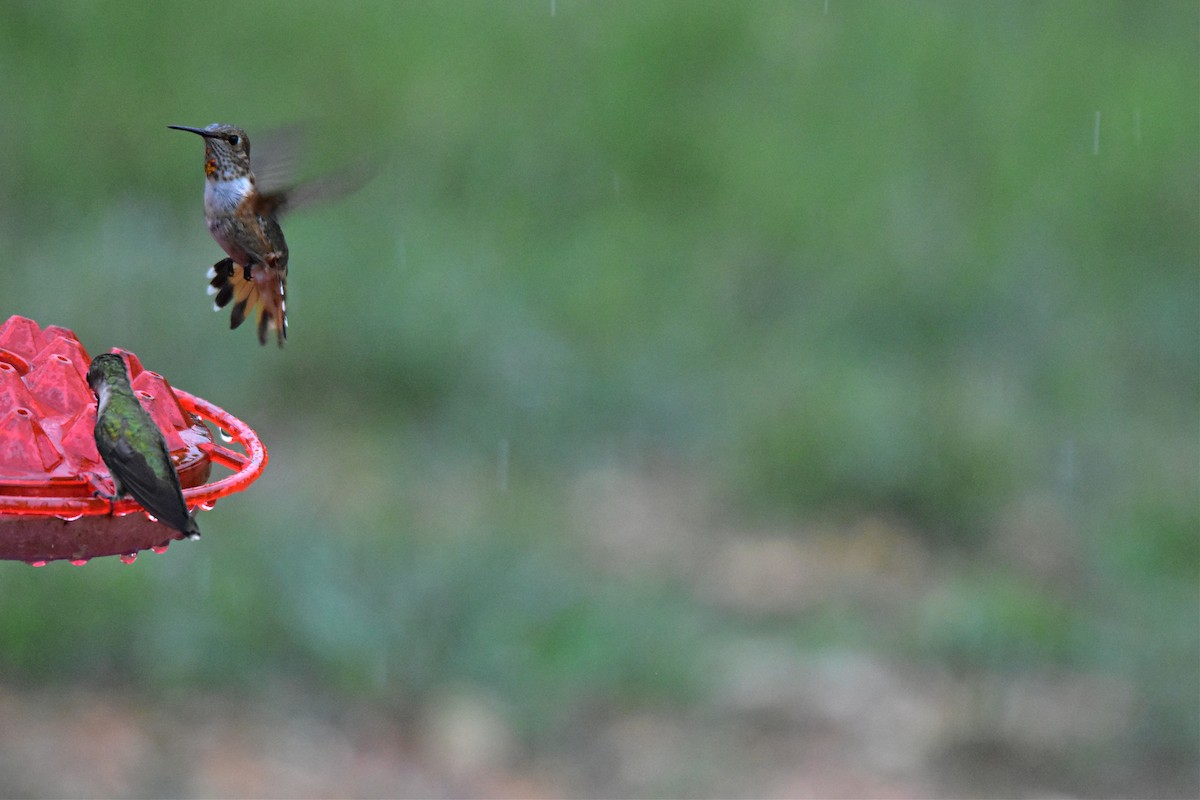 Rufous Hummingbird - ML480452271