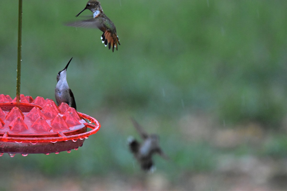 Rufous Hummingbird - Ingrid Fehr