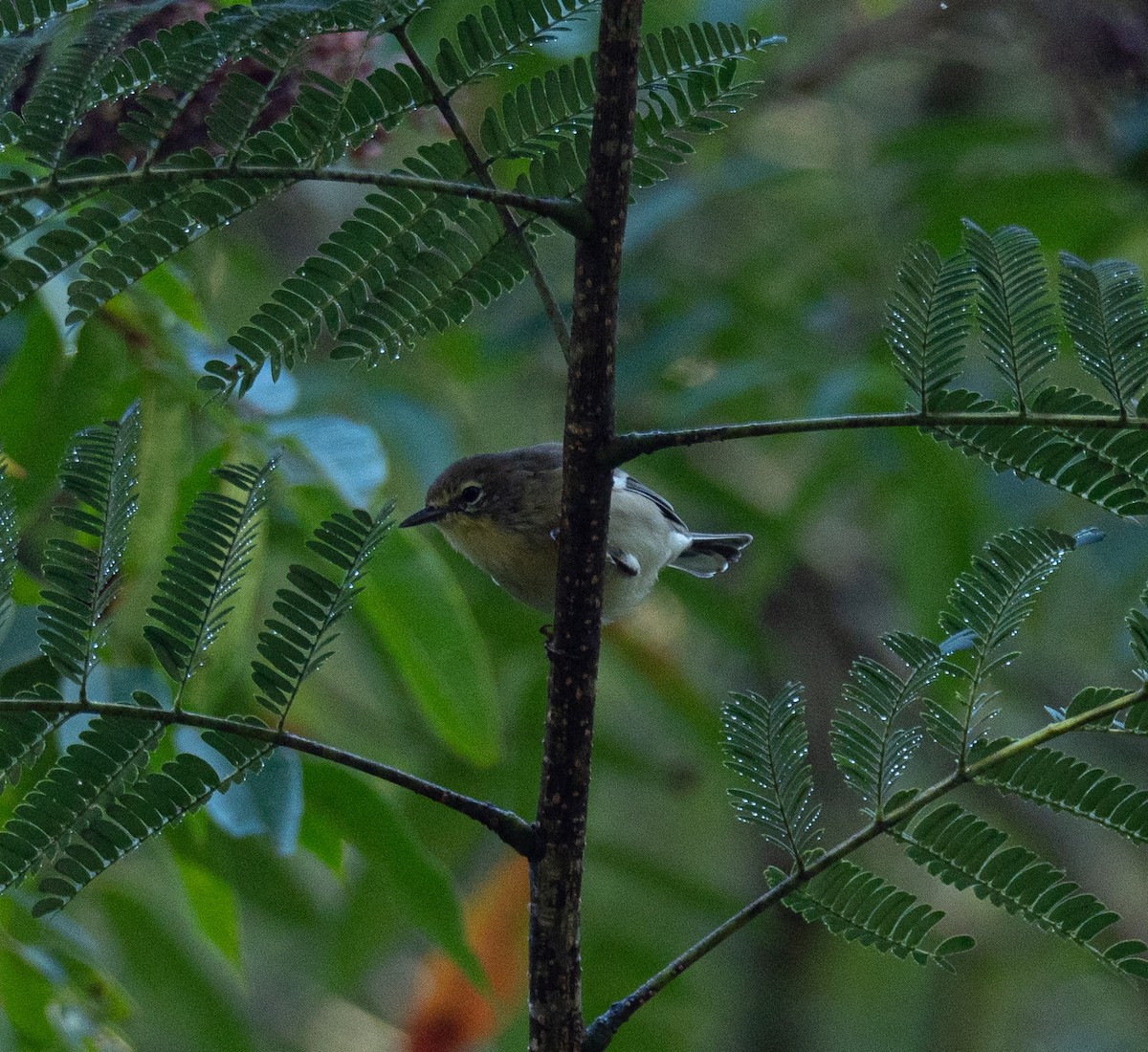 Pine Warbler - Bates Estabrooks