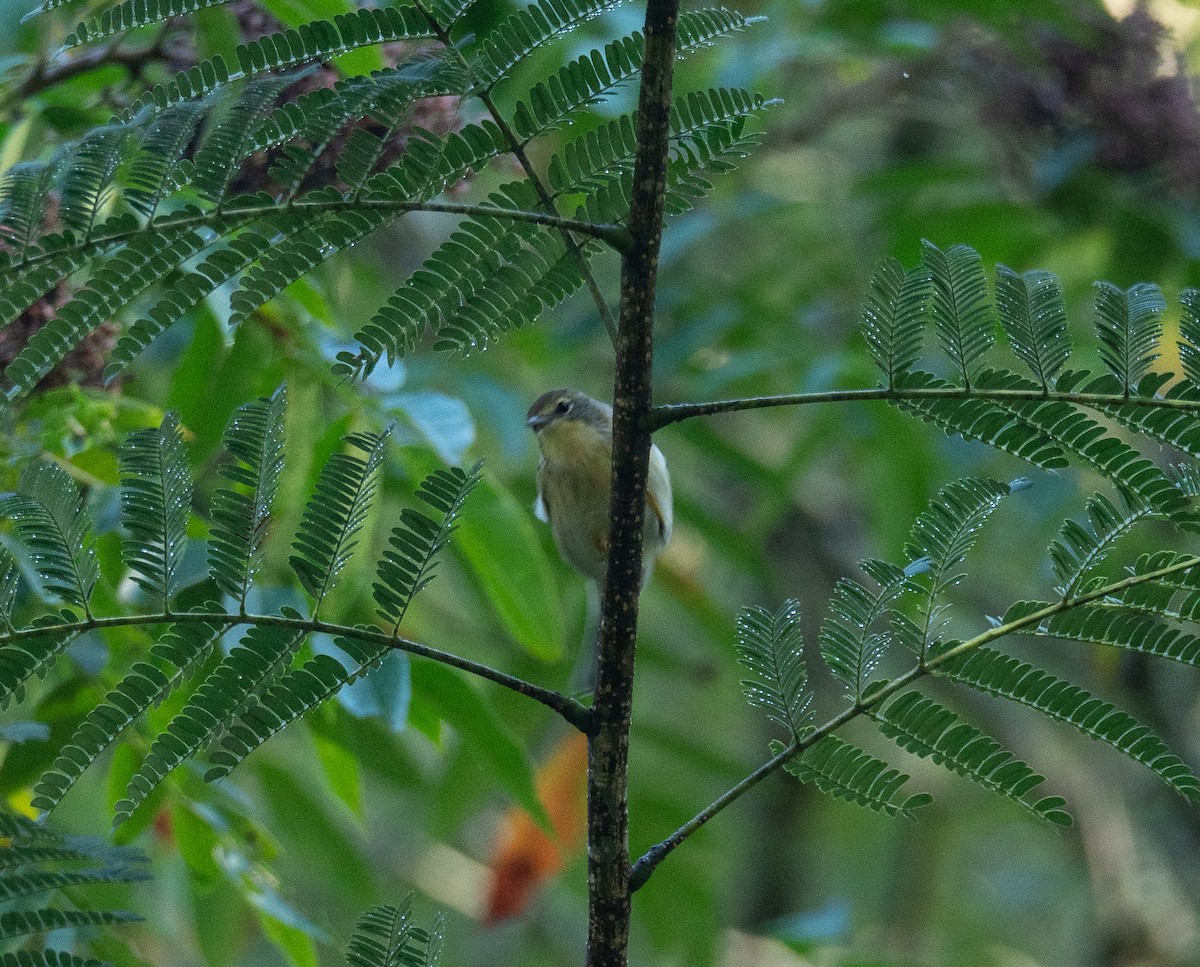 Pine Warbler - Bates Estabrooks