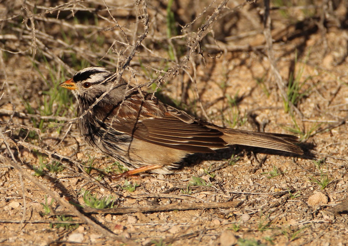 White-crowned Sparrow - ML48045331