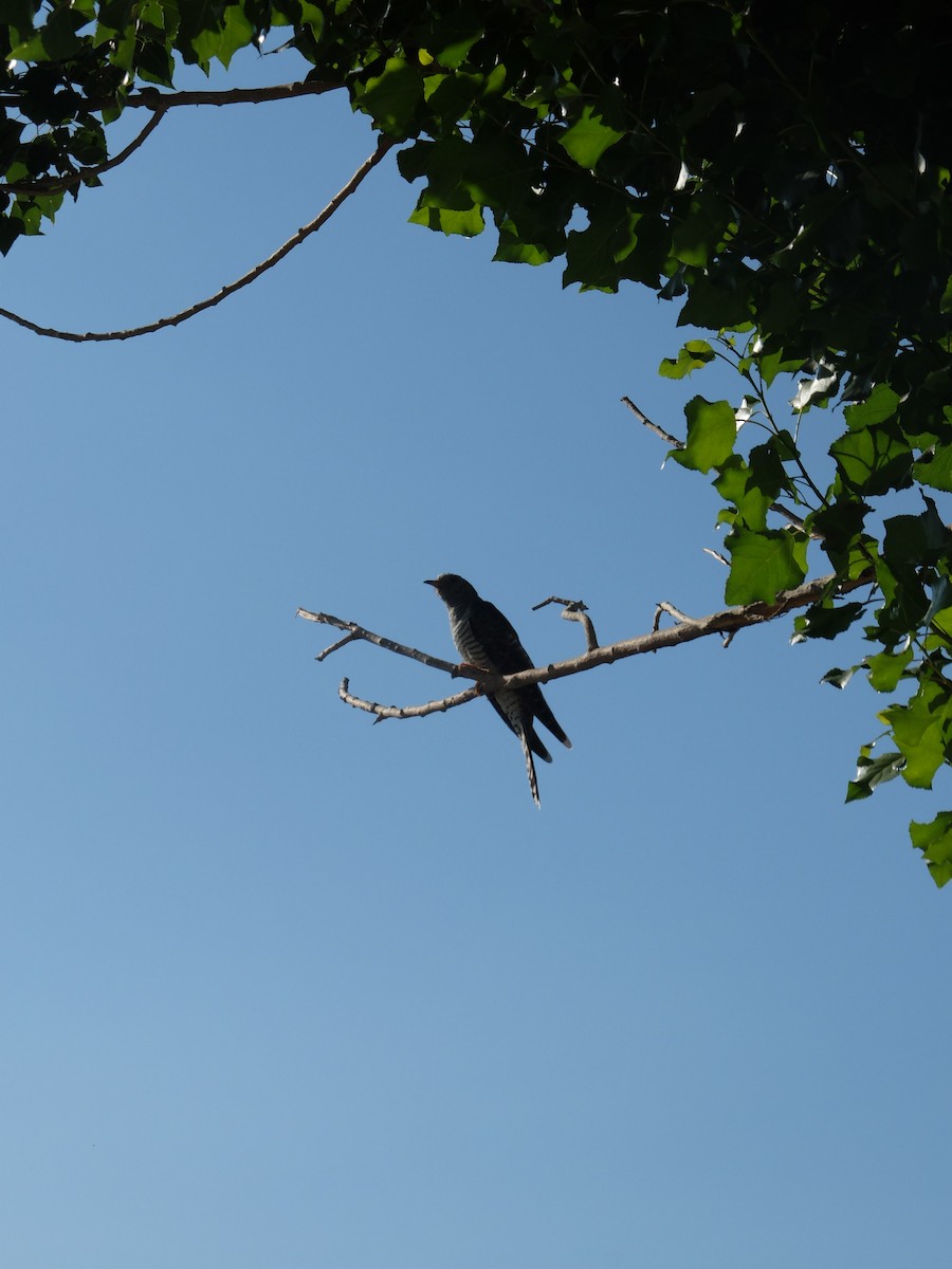 Common Cuckoo - ML480454131