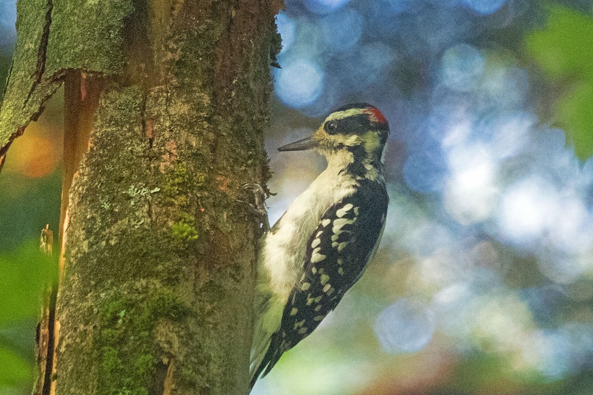 Hairy Woodpecker - ML480455991