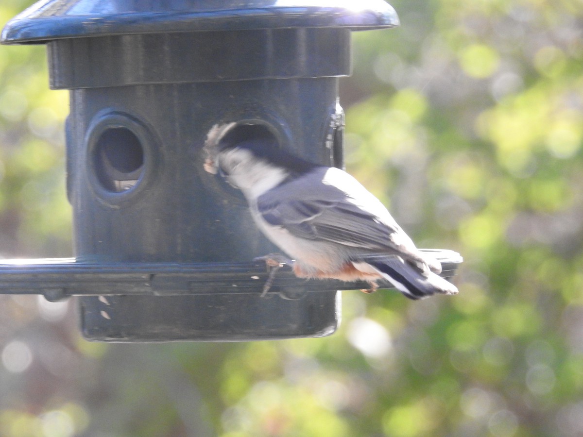 White-breasted Nuthatch - ML480456751