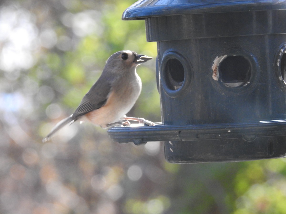 Tufted Titmouse - Jane Icenogle