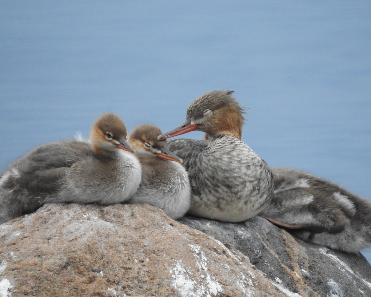 Red-breasted Merganser - ML480457111