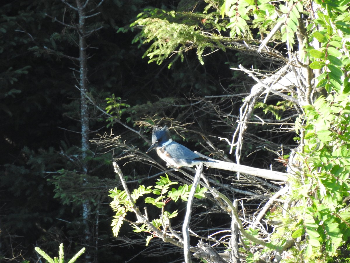 Belted Kingfisher - ML480457151