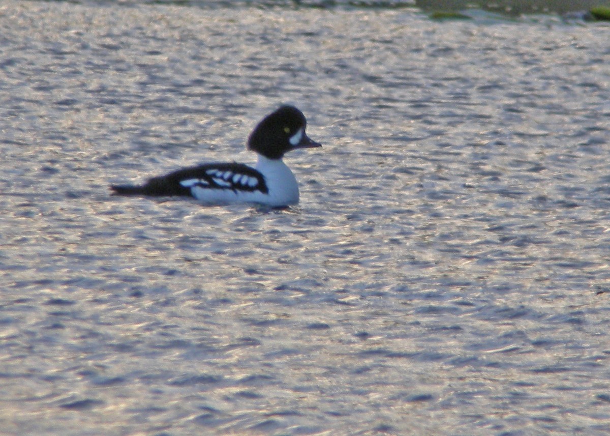 Barrow's Goldeneye - ML480457221