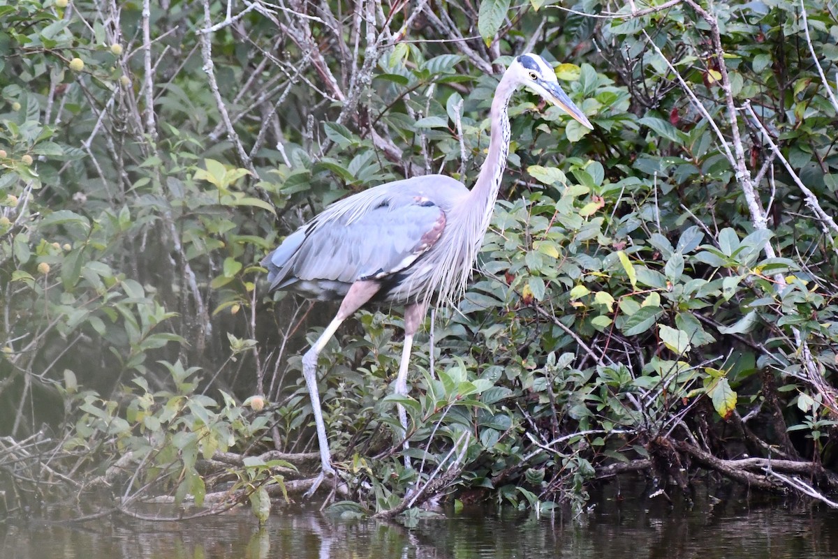 Great Blue Heron - ML480457231