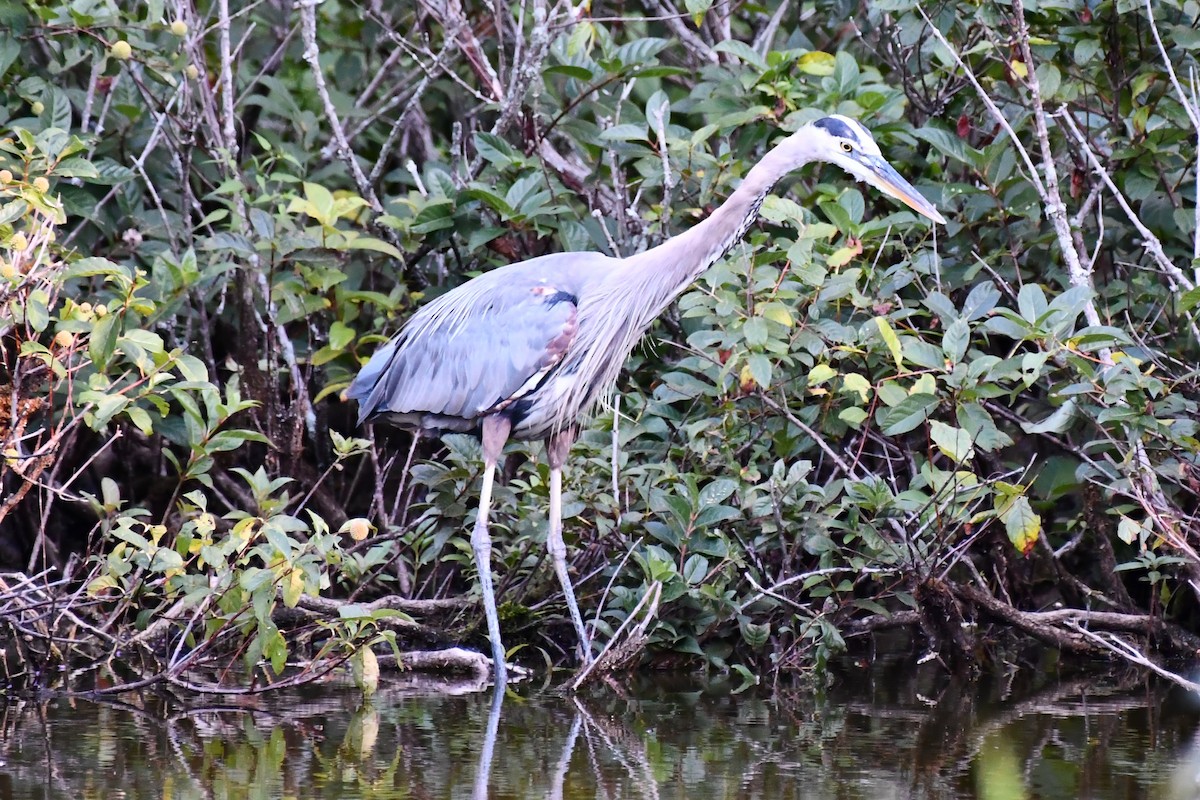 Great Blue Heron - ML480457241