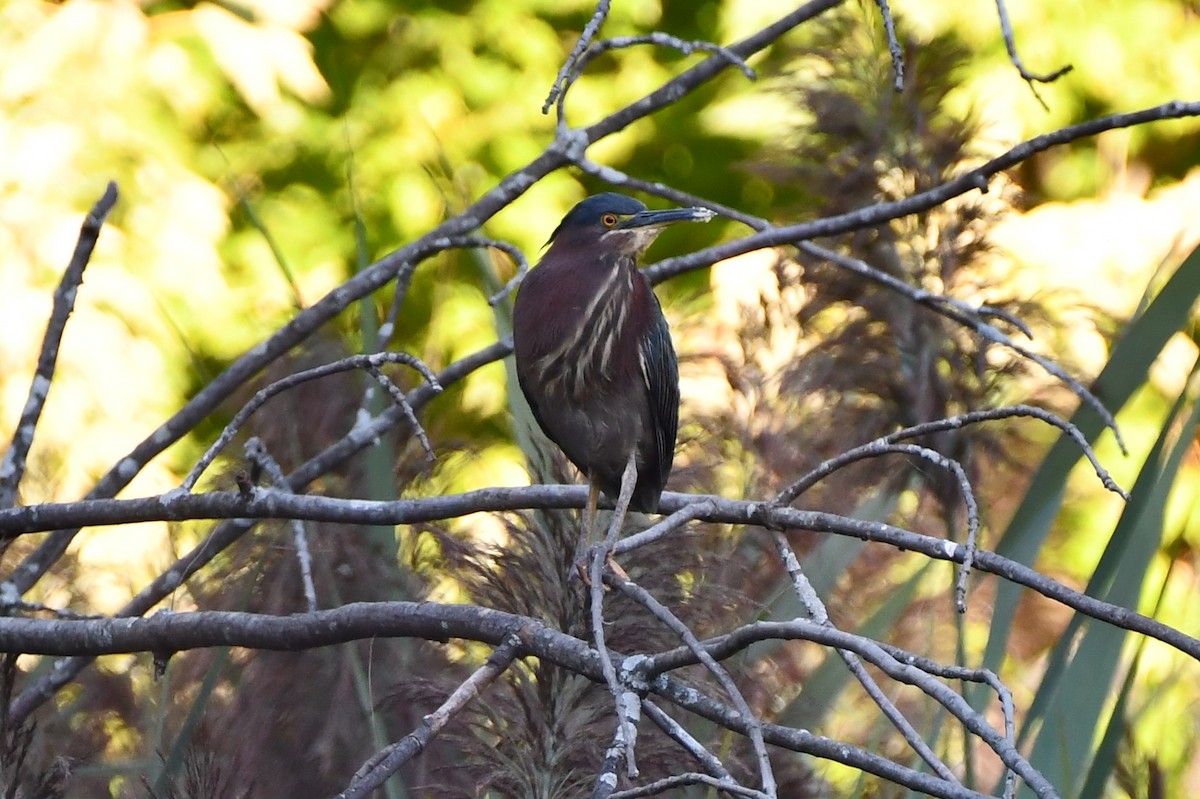 Green Heron - ML480457281