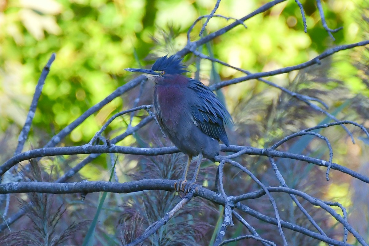 Green Heron - ML480457291