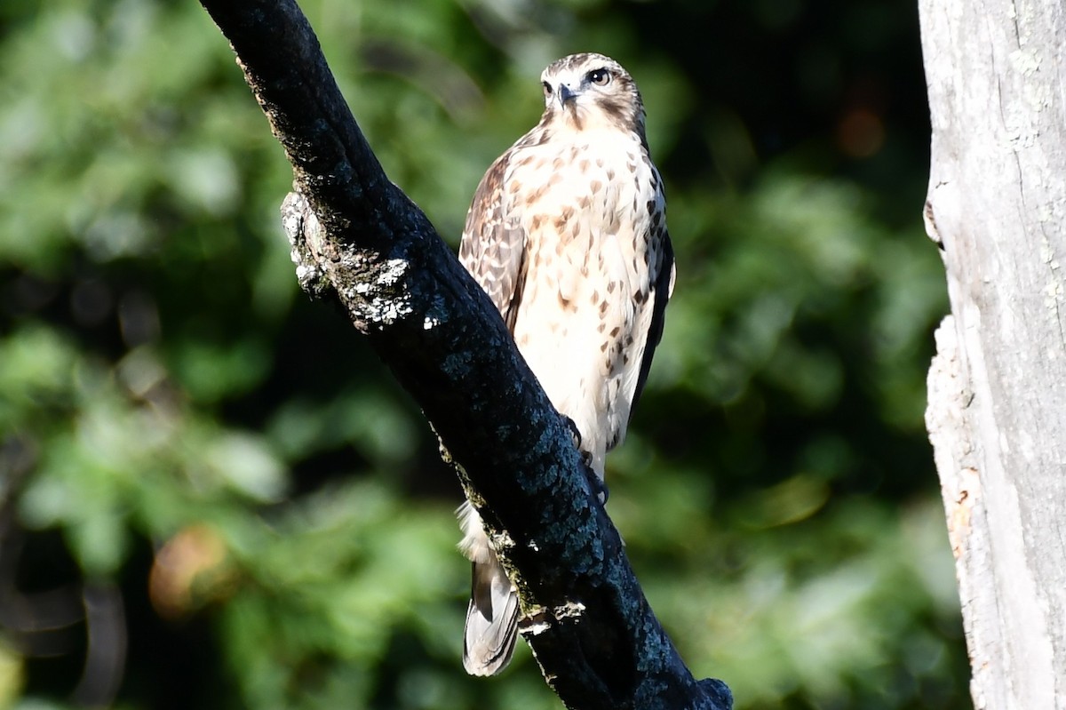 Red-tailed Hawk - ML480457321