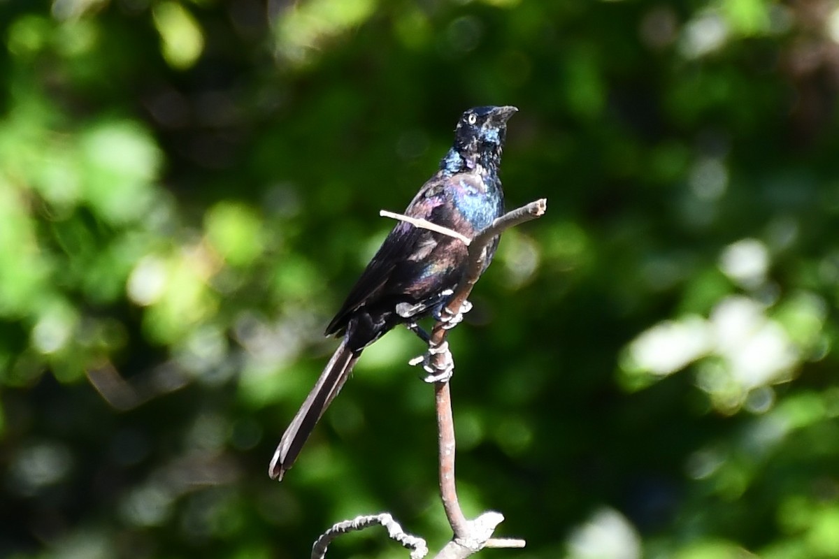 Common Grackle - ML480457471