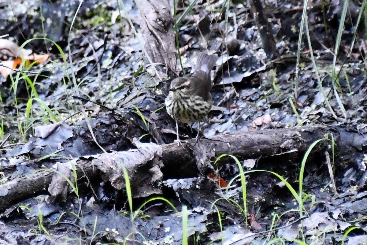 Northern Waterthrush - ML480457521