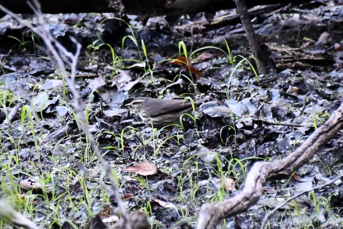 Northern Waterthrush - ML480457531